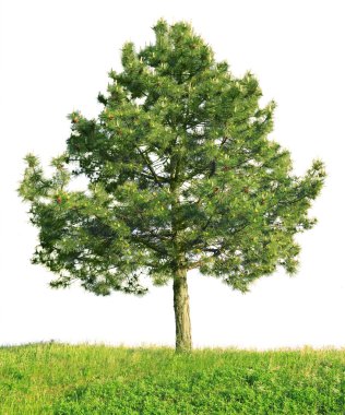 Sarıçam (Pinus sylvestris)