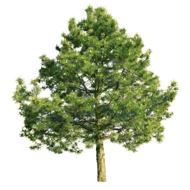 Scotch pine (Pinus sylvestris) clipart