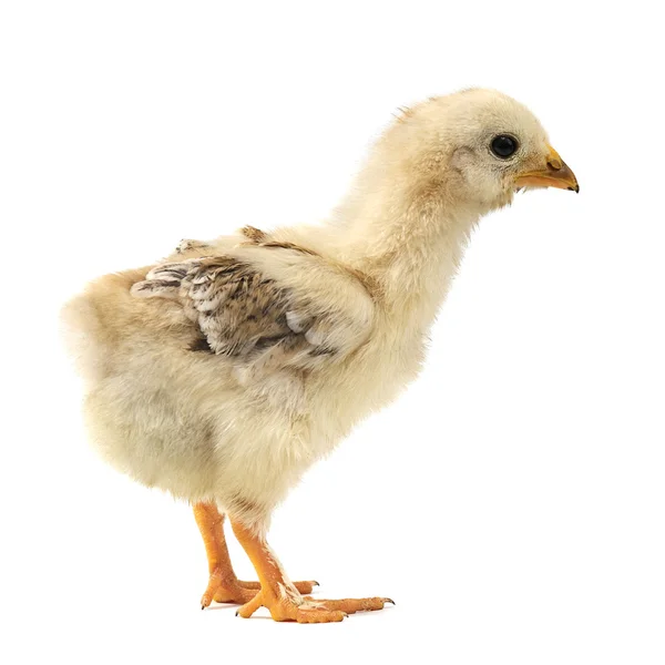 Kurczak izolowany na białym tle — Zdjęcie stockowe