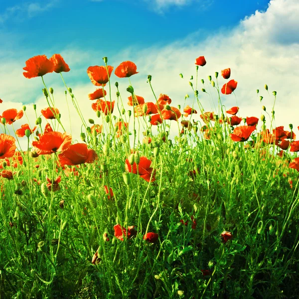 Poppy on green field — Stock Photo, Image