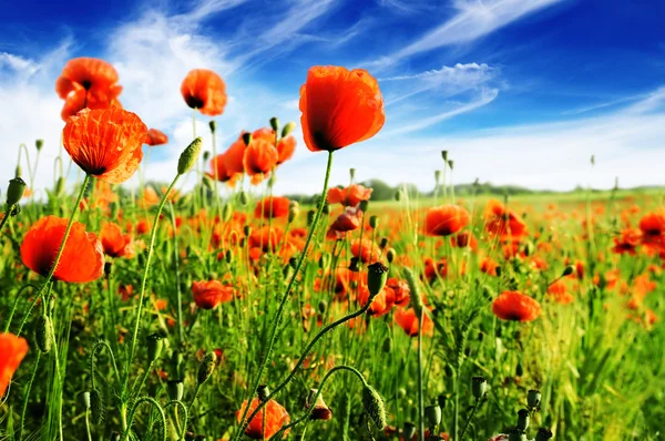Poppy no campo verde — Fotografia de Stock