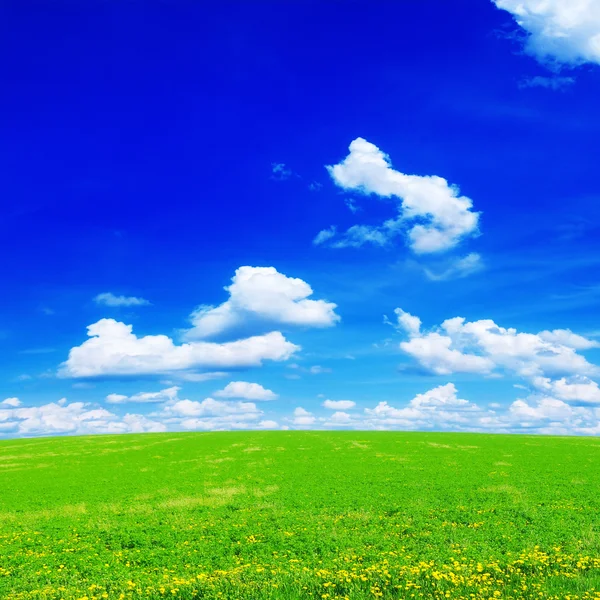 Maskros fältet och sky — Stockfoto