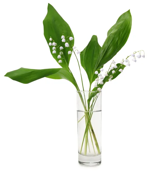 stock image Lily-of-the-valley (Convallaria majalis)