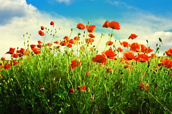 Coquelicots sur champ vert — Photo