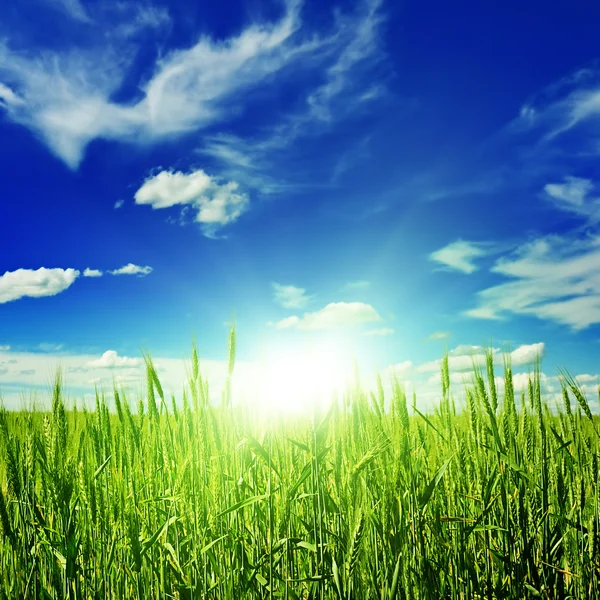 Lever de soleil sur un champ de blé de printemps — Photo
