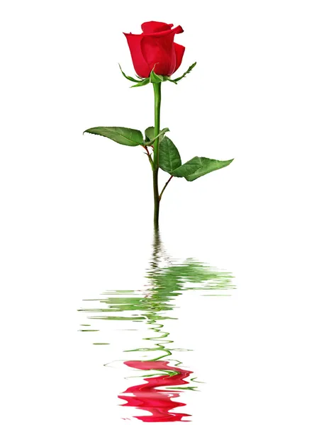 stock image Red rose reflected in water isolated on a white background.