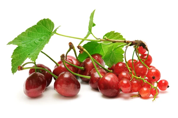 Sweet cherries and currant — Stock Photo, Image