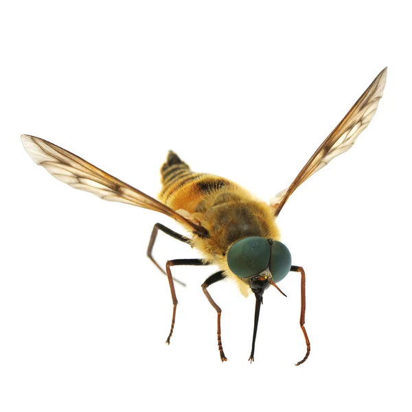 Včela izolované na bílém pozadí. — Stock fotografie