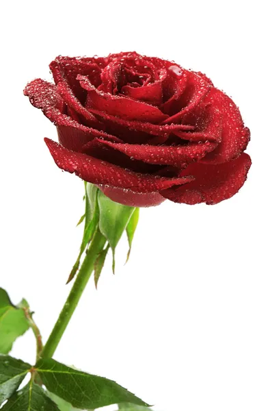 Красная роза с каплями дождя — стоковое фото