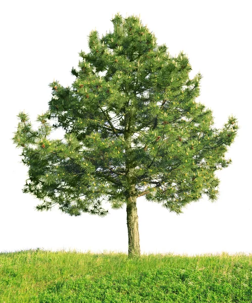 스카치 소나무 (Pinus sylvestris) — 스톡 사진