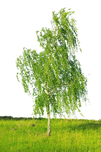 Beyaz huş ağacı — Stok fotoğraf