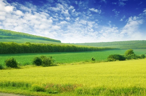 Зеленый весенний луг — стоковое фото