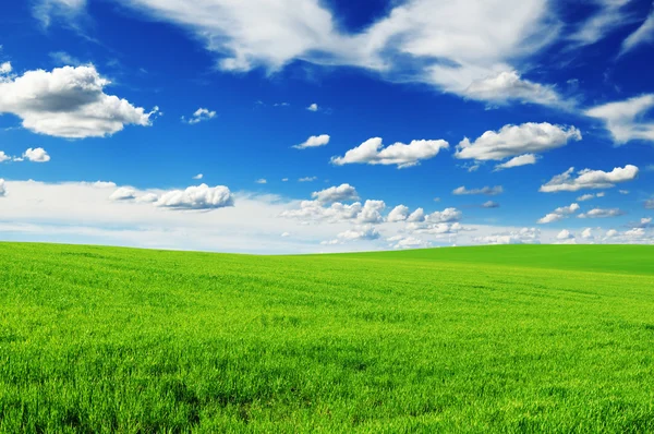 Луг и красивое голубое небо — стоковое фото