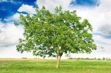 European walnut (Juglans regia) clipart