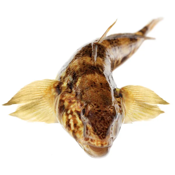 stock image Bullhead