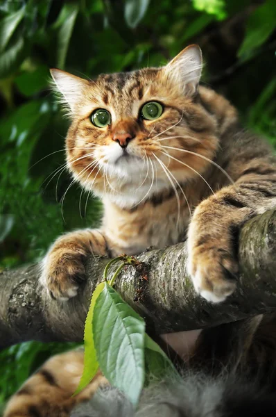 Gato en una rama de árbol — Foto de Stock