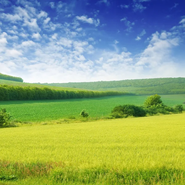 Wiosna zielony łąka — Zdjęcie stockowe