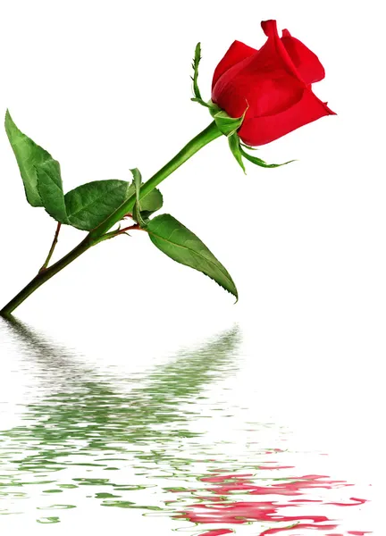 Červená růže, které se odráží ve vodě — Stock fotografie