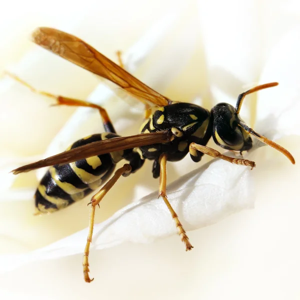 蜜蜂在花朵上. — 图库照片