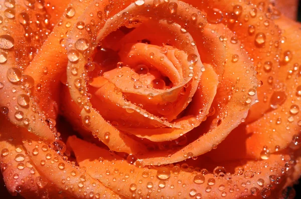 Regn droppe Rose — Stockfoto