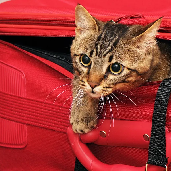 Kitten in een koffer — Stockfoto