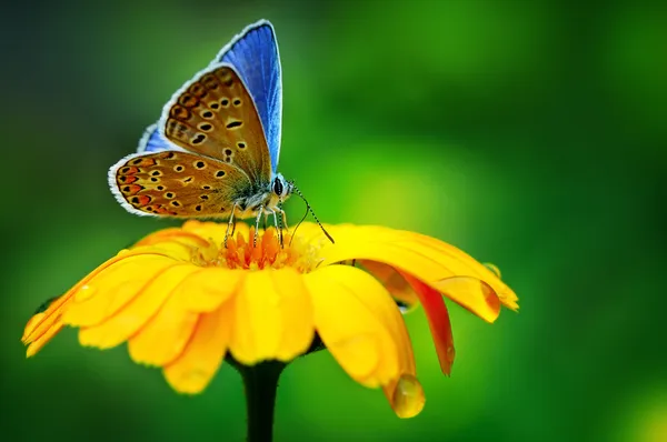 Mariposa azul Imágenes de stock libres de derechos