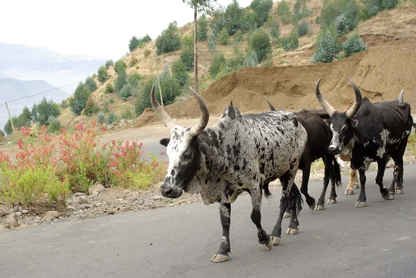 Vacas en Etiopía — Foto de Stock