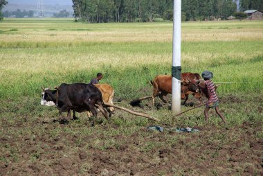 Rural scene in Ethiopia clipart
