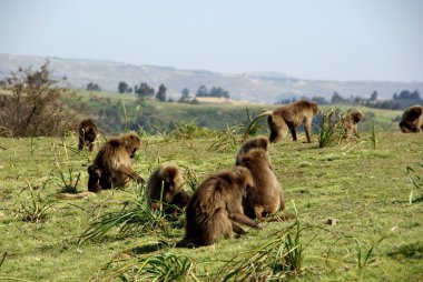 Gelada Babunlar, Etiyopya