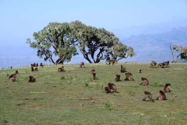 Babunlar, Etiyopya