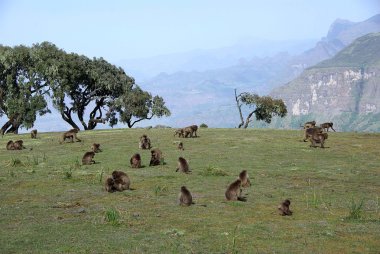 Babunlar, Etiyopya