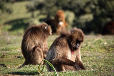 Babunlar, Etiyopya