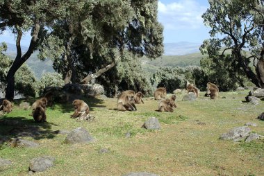 Babunlar, Etiyopya