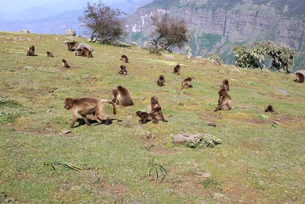 Babouins, Éthiopie — Photo