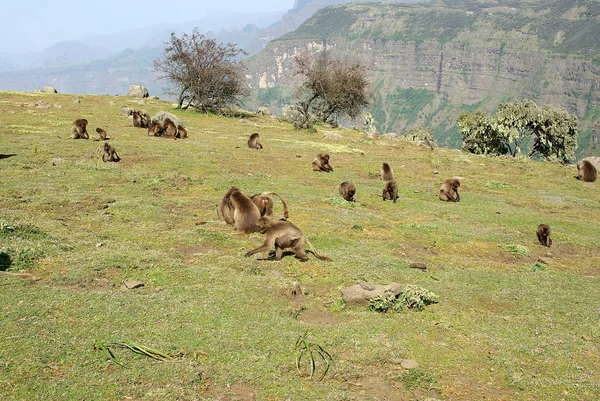 Paviáni, Etiopie — Stock fotografie