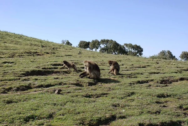 Babunlar, Etiyopya — Stok fotoğraf