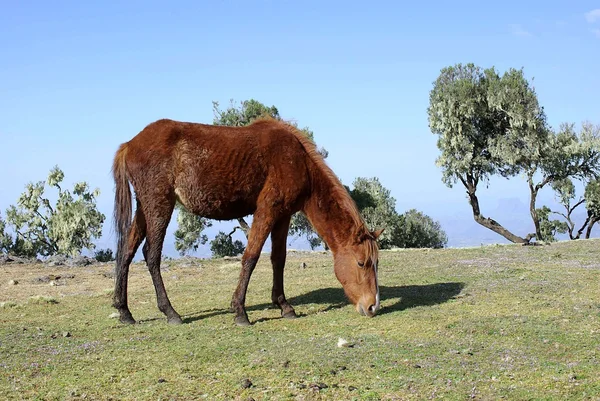 Koně v Etiopii — Stock fotografie