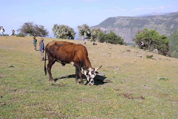 Kráva v Etiopii — Stock fotografie