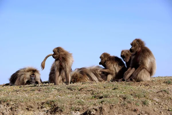 stock image Baboons, Ethiopia