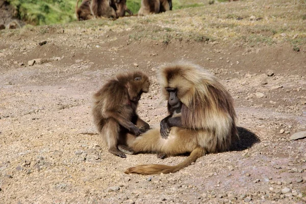 Бабуины, Эфиопия — стоковое фото