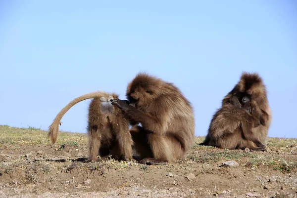 stock image Baboons, Ethiopia