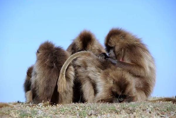 Baboons, Ethiopia — Stock Photo, Image