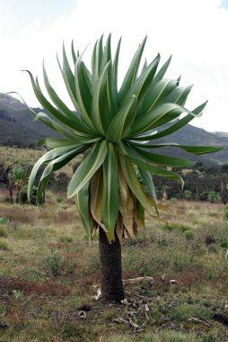 Etiyopya'da bitki