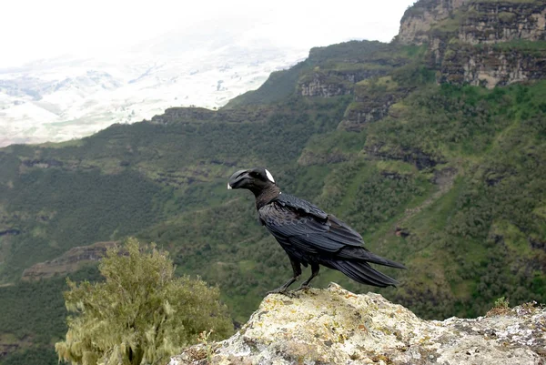 Crow in Ethiopia — Stock Photo, Image