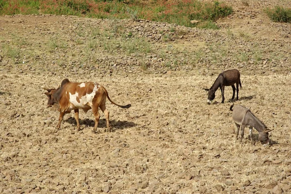 Scena rurale in Etiopia — Foto Stock
