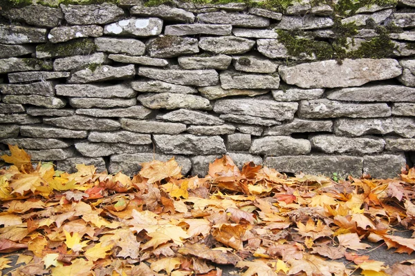 Stock image Dry stone wall autumn leaves