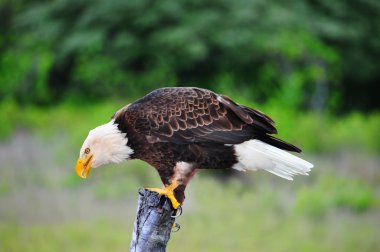 Bald Eagle clipart