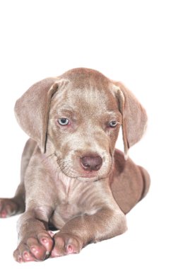 Weimaraner köpek yavrusu