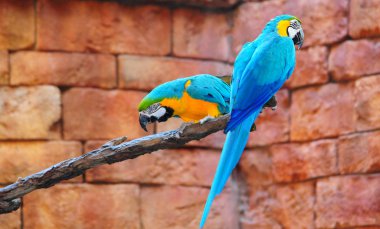 Blue Macaws clipart