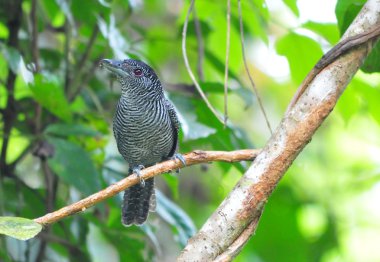 şeritli antshrike